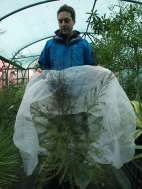 Protecting Leptospermum