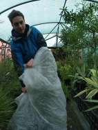 Protecting Leptospermum