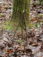 Protecting spring Bulbs