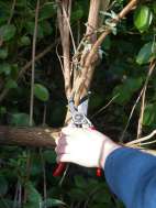Pruning Plants Pruning Plants