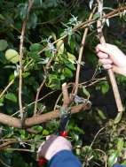 Pruning Plants Pruning Plants