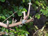 Pruning Plants Pruning Plants