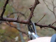 Pruning roses Pruning Roses