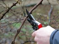 Pruning roses Pruning Roses