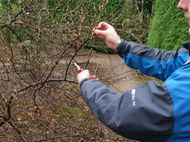 Pruning roses Pruning Roses