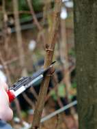 Pruning Populus Pruning Populus