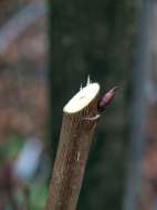 Pruning Populus Pruning Populus
