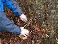 Pruning Clematis Pruning Clematis