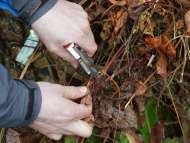 Pruning Clematis Pruning Clematis