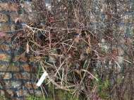 Pruning Clematis Pruning Clematis