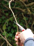 Pruning Wisteria Pruning Wisteria
