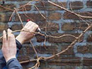 Pruning Vines Pruning Vines