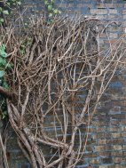 Pruning Vines Pruning Vines