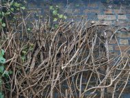 Pruning Vines Pruning Vines