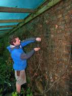 Pruning Grape Vines Pruning Grape Vines