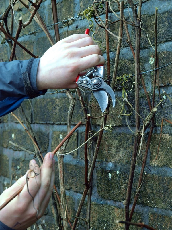 Burncoose Nurseries February Amateur Gardener Tips
