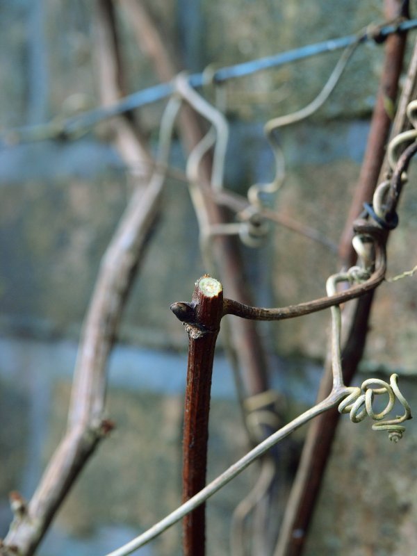 Burncoose Nurseries February Amateur Gardener Tips