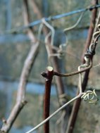 Pruning Grape Vines Pruning Grape Vines