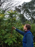 Pruning Mahonias Pruning Mahonias