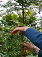 Pruning Mahonias Pruning Mahonias