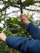 Pruning Mahonias Pruning Mahonias