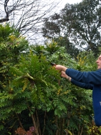 Pruning Mahonias Pruning Mahonias