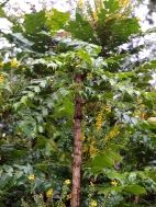 Pruning Mahonias Pruning Mahonias