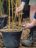 pruning & tidying bamboo