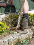 find plants to be split