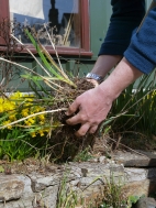 dig up clump & split