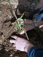 replant  split plant