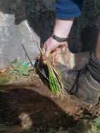 firm ground around new plant