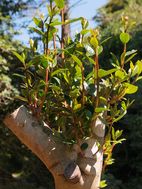  new shoots on a pruned camellia