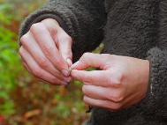 Collecting Cytisus seeds 3