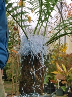 3. Use straw, dry leaves or shredded paper to protect the unfurled leaves