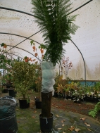 9. A safely wrapped tree fern