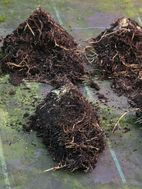 11.Check the newly divided clumps for pests and damaged buds and remove