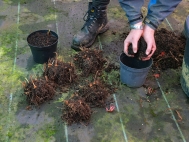 6. Repot the clumps in correct sized pots, or replant in ground using compost.