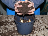 3.	Cover bulbs with compost