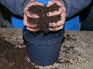 1.	Fill pot two thirds deep with compost