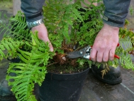 3.	Cut fronds back closely to the crown