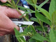 Calcederia_integrifolia  cuttings 2