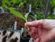 Calcederia_integrifolia  cuttings 3