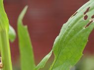 Slug damage on plants