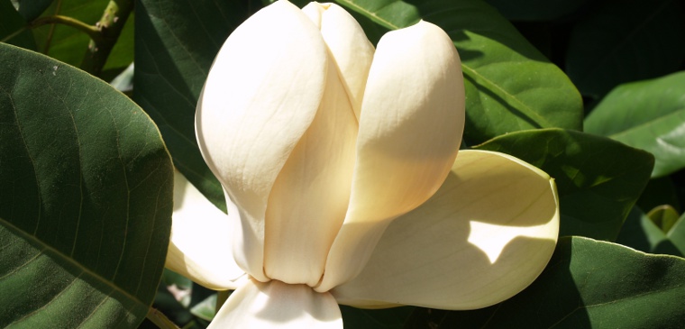 Magnolia delavayii in flower