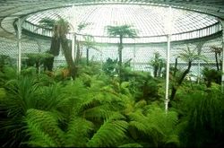 Botanical gardens tree ferns & glass roof