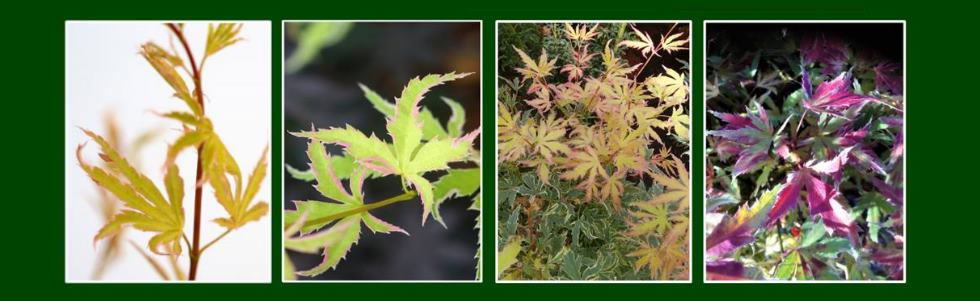 Plant of Year - Top 10 Shortlist - Acer 'Metamorphosa' 