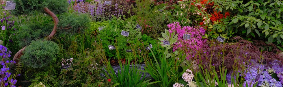 Burncoose Stand - Chelsea 2019 