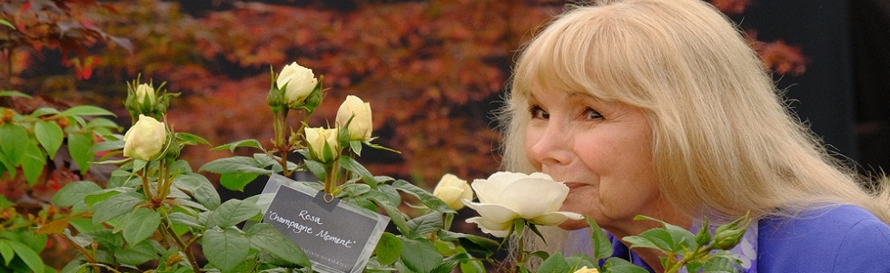 Burncoose Stand - Chelsea 2019 